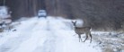 Brems for rådyret og kør katten over?