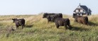 Natur i balance – græsning på Grenen