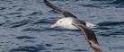 Albatros passerede Grenen lørdag middag!