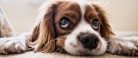 Flere anskaffer sig en hund men glemmer ansvarsforsikringen