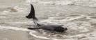 Strandet delfin aflivet