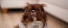 Undgå at hunden får nytårsangst