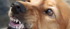 Hver tredje dansker oplever hunde, der er ude af kontrol