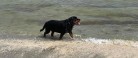 Opråb til hundeejere: Strandturen kan være farlig for din hund