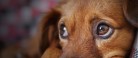 Mange hunde lever stadigvæk under dårlige forhold