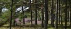 Naturvandring i Skagen Klitplantage
