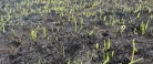 Branden i Skagen Klitplantage, – hvad nu?