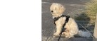 Jeg efterlyser ejerne af den hund….
