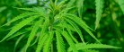 Cannabisplanter fundet