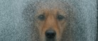 Efterlad aldrig din hund i en kold bil