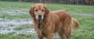 Regn og rotter kan øge risikoen for farlig hundesygdom