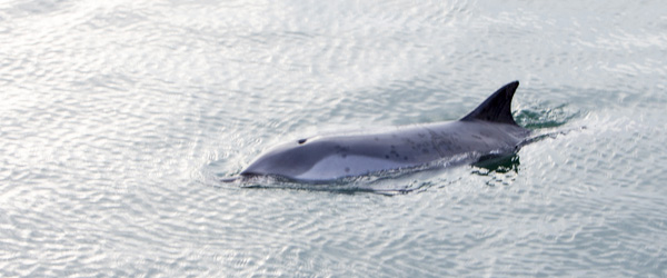 “Flipper” tiltækker sig opmærksomhed “Flipper” tiltækker sig opmærksomhed
