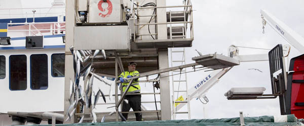 Efterårets første landing af makrel