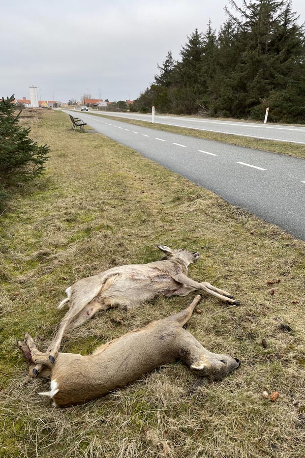 Foto: Lars Pedersen.