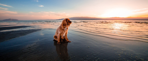 1. oktober må hunden være løs på stranden 1. oktober må hunden være løs på stranden