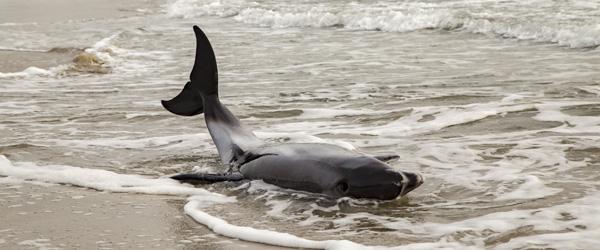 Delfinen blev vurderet til at være lidt over to meter, og den vejede op mod 200 kg. Strandet delfin aflivet