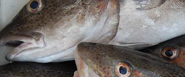 DN: Kamera på fiskefangster giver torsken en chance for comeback DN: Kamera på fiskefangster giver torsken en chance for comeback