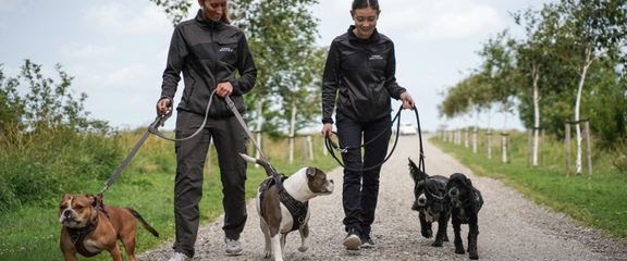 Støt Nordjyllands hunde og få en dag med familien Støt Nordjyllands hunde og få en dag med familien