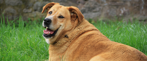 Næsten hver anden hund i Danmark er nu overvægtig Næsten hver anden hund i Danmark er nu overvægtig