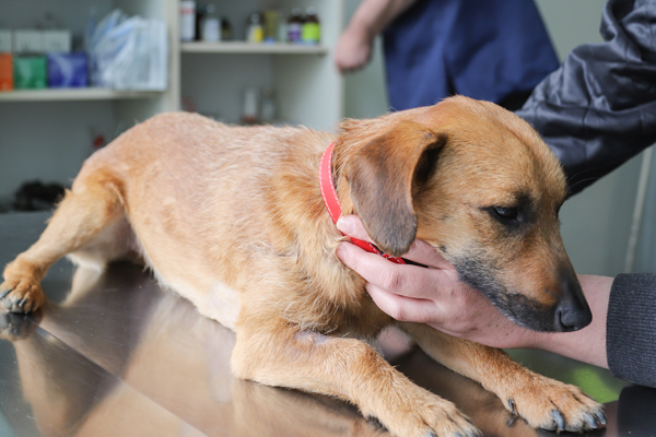 Snegleparasit kan være livsfarlig for din hund Snegleparasit kan være livsfarlig for din hund