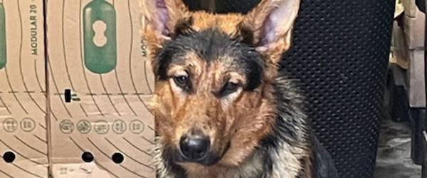 Er det din hund? OPD,