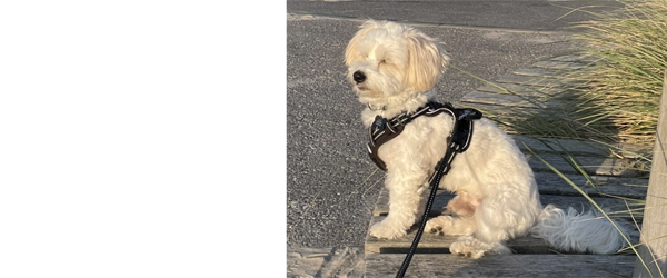 Loui. Jeg efterlyser ejerne af den hund….